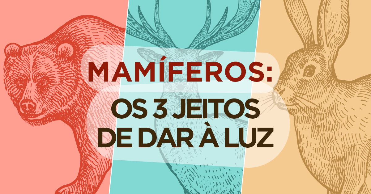 Mamíferos: 3 maneiras de dar à luz