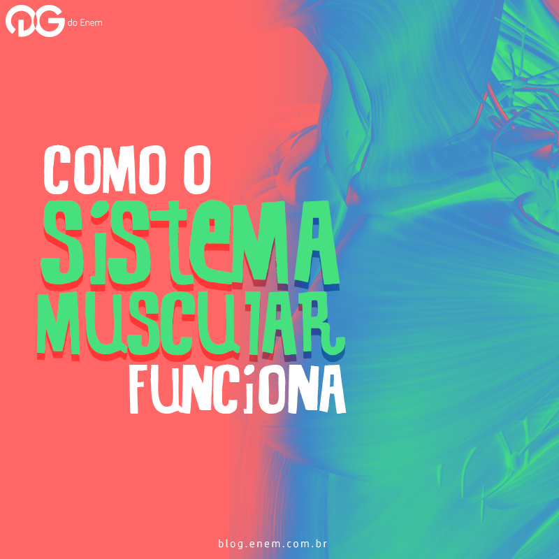 O Sistema Muscular
