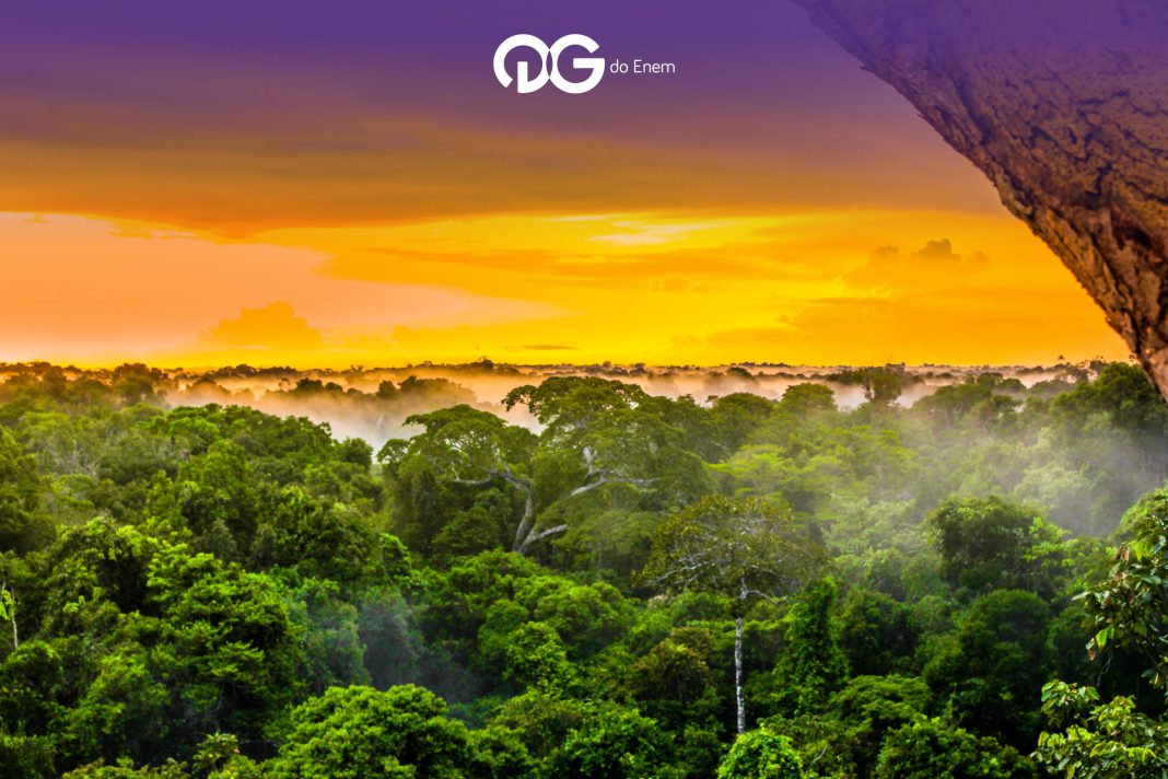 A importância da Amazônia