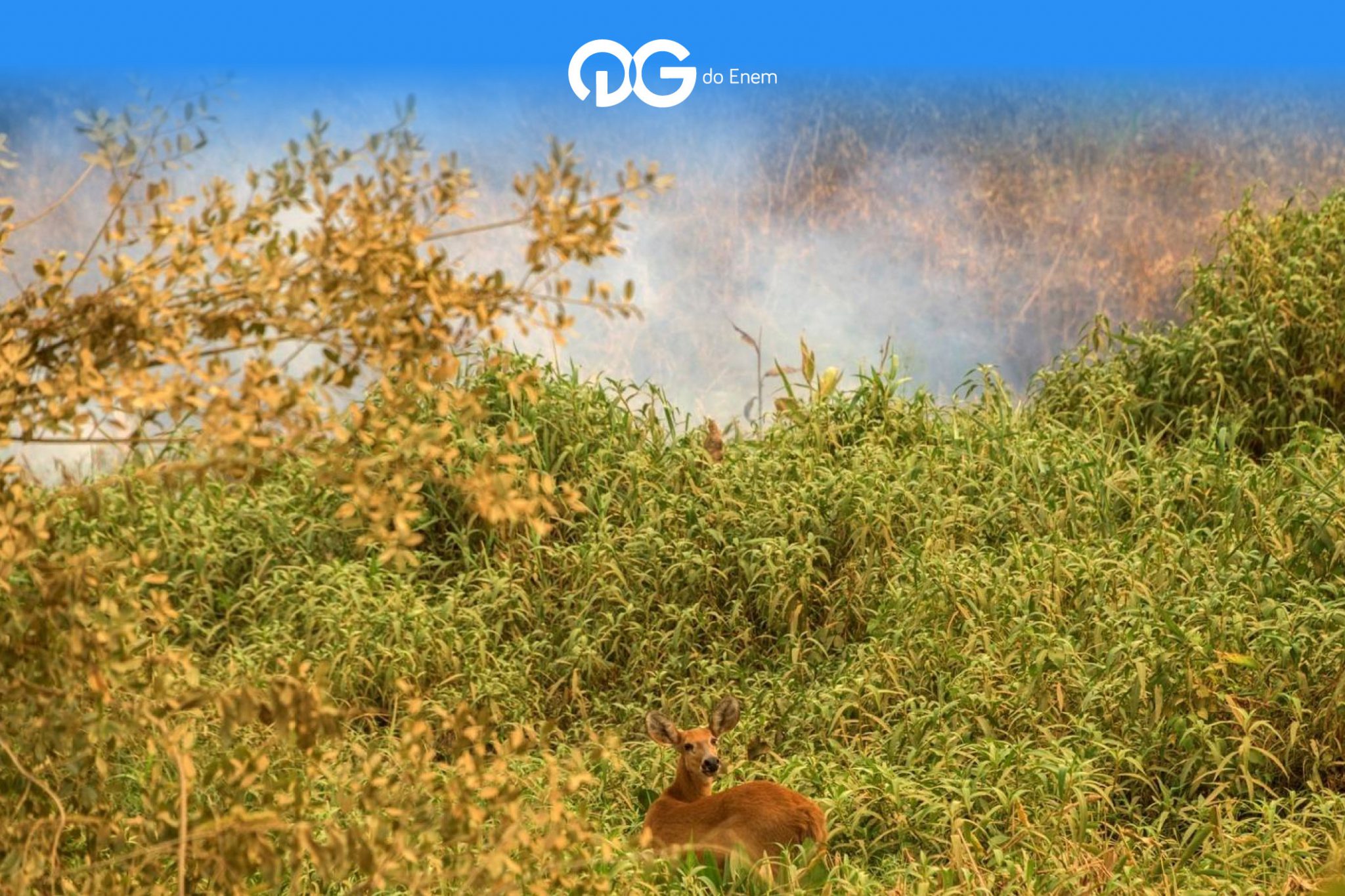 Entenda o que está acontecendo no Pantanal brasileiro