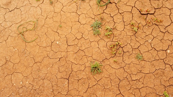 Entenda as origens e os impactos da formação do clima árido no Brasil