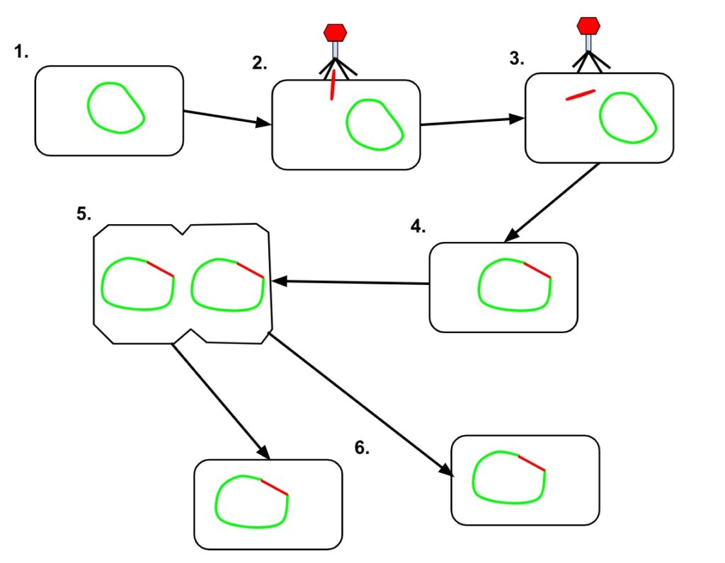 Diagrama do ciclo lisogênico.