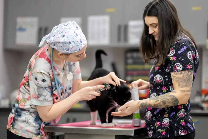 Medicina veterinária: caminhos e áreas após a formação