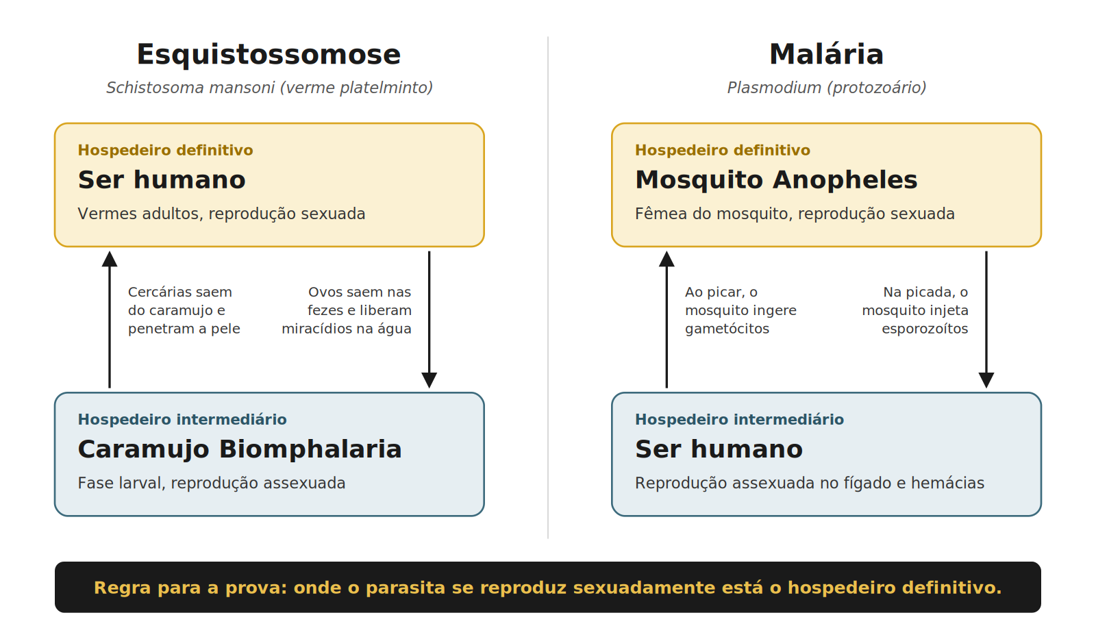 Diagrama comparando os ciclos da esquistossomose e da malária, com hospedeiro definitivo e intermediário de cada parasita.