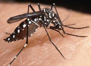 dengue_aedes_aegypti