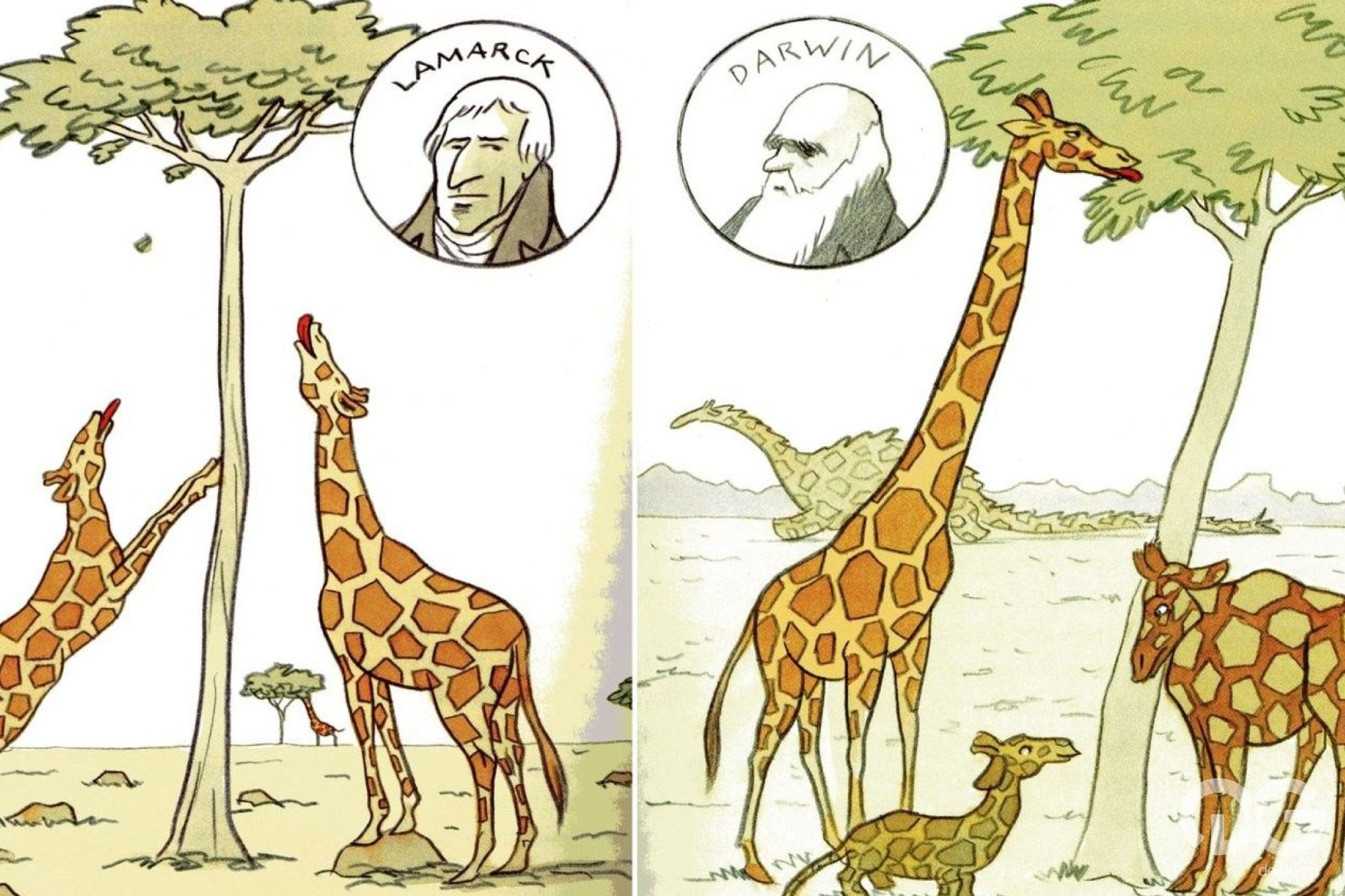 Darwin x Lamarck