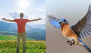 montagem de duas fotos lado a lado: um homem e um pássaro, para ilustrar órgãos homólogos e análogos
