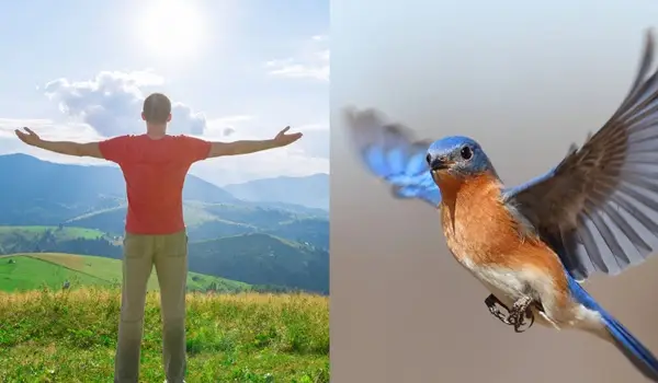 montagem de duas fotos lado a lado: um homem e um pássaro, para ilustrar órgãos homólogos e análogos