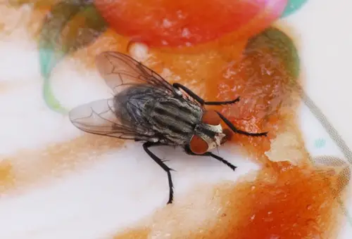 mosca em uma carne, abiogênese e biogênese
