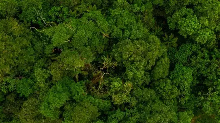 Vista aérea das árvores verdes e vibrantes da floresta, cop30