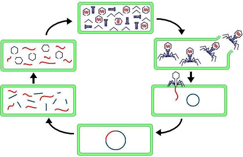 Diagrama do ciclo lítico de um bacteriófago.