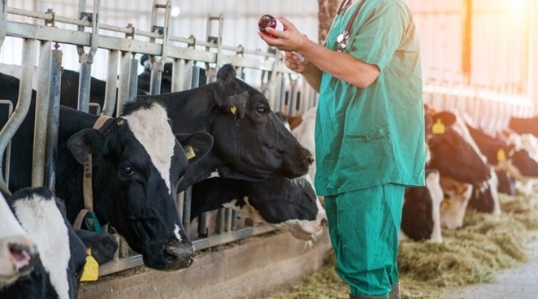 pessoa veterinária mexendo com vacas, cursos para quem gosta de animais